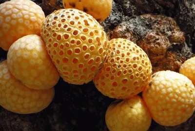 setas patagÃ³nicas jigsaw puzzle