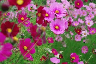 cosmos jigsaw puzzle