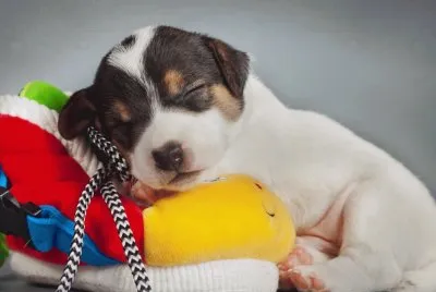 Cute-Sleepy-Puppy
