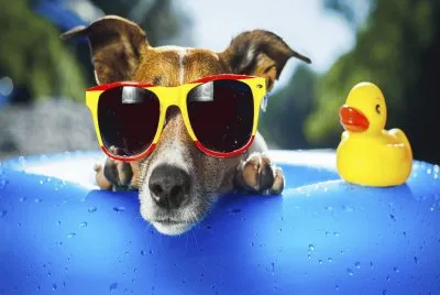 Relax-Dog