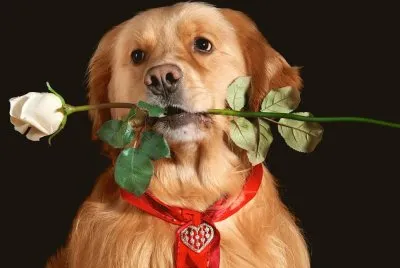 Ginger-Dog jigsaw puzzle