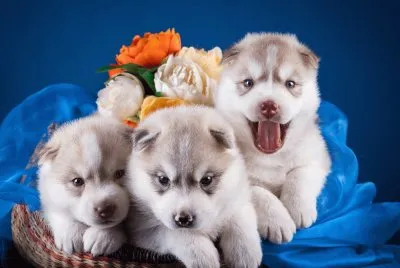 Husky-Puppies