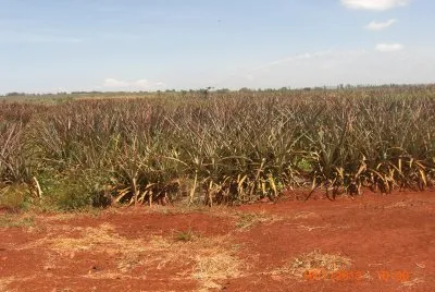 COLTIVAZIONE DI ANANAS jigsaw puzzle