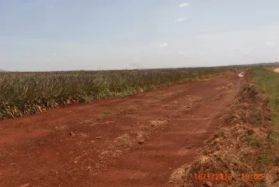 COLTIVAZIONE DI ANANAS jigsaw puzzle