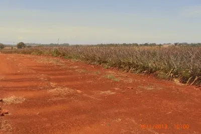 COLTIVAZIONE DI ANANAS jigsaw puzzle