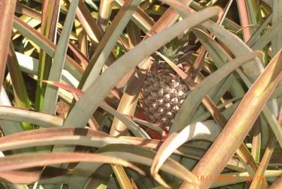 COLTIVAZIONE DI ANANAS jigsaw puzzle