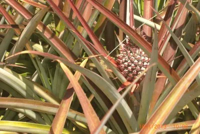 COLTIVAZIONE DI ANANAS jigsaw puzzle