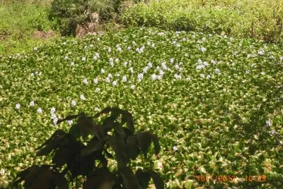 KILIMAMBOGO jigsaw puzzle