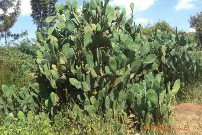 KILIMAMBOGO jigsaw puzzle