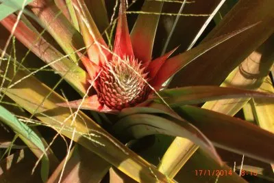 COLTIVAZIONE DI ANANAS jigsaw puzzle