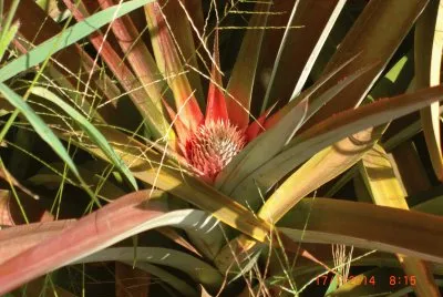 COLTIVAZIONE DI ANANAS jigsaw puzzle