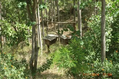 KILIMAMBOGO ALVEARI jigsaw puzzle