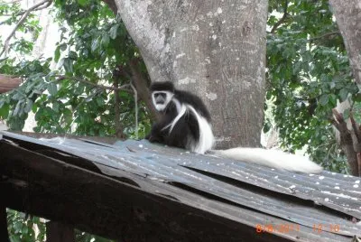 MONKEY jigsaw puzzle