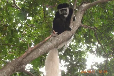 MONKEY