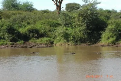 IPPOPOTAMI jigsaw puzzle