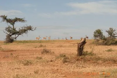 GAZZELLE