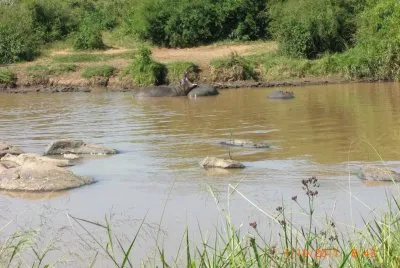 IPPOPOTAMI jigsaw puzzle