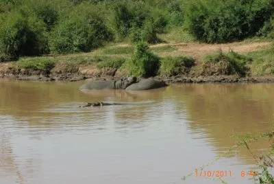 IPPOPOTAMI jigsaw puzzle