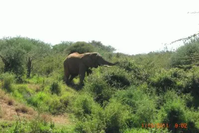 ELEFANTI jigsaw puzzle