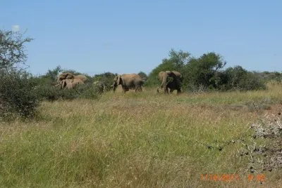 ELEFANTI jigsaw puzzle