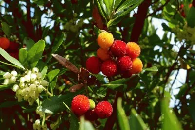 madroÃ±o jigsaw puzzle