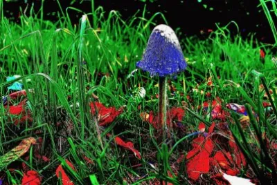 Naturaleza jigsaw puzzle