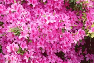 azalea jigsaw puzzle