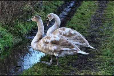 cisnes