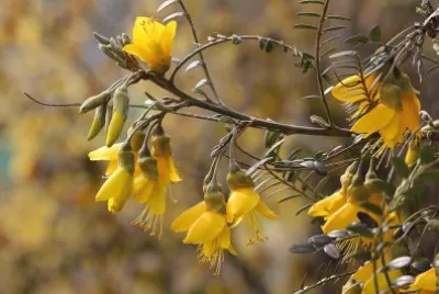 imagens jigsaw puzzle