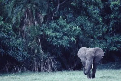 elefante jigsaw puzzle