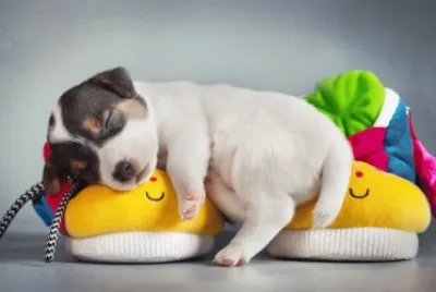פאזל של cute-puppy-sleeping
