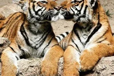tigers