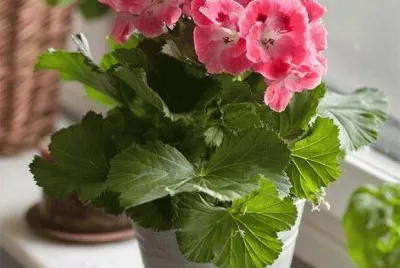 Pelargon jigsaw puzzle