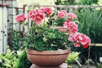 Pelargon jigsaw puzzle