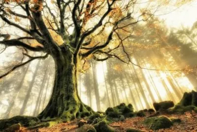 ç¨æ¨¹é¢¨é‡‡ jigsaw puzzle