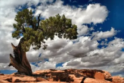 ç¨æ¨¹é¢¨é‡‡ jigsaw puzzle