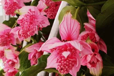 å¯¶è“®èŠ± jigsaw puzzle
