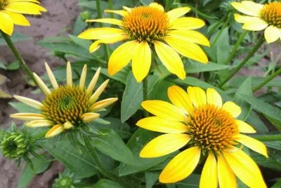 æ¾æžœèŠ jigsaw puzzle