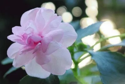é³³ä»™èŠ± jigsaw puzzle