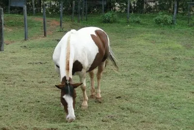 פאזל של Cavalo Pastando