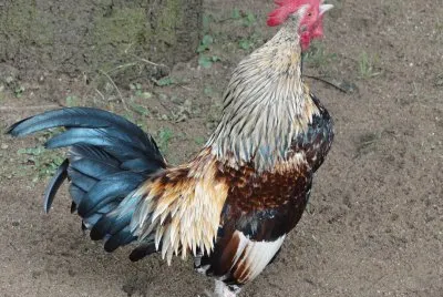 פאזל של Galo Cantando