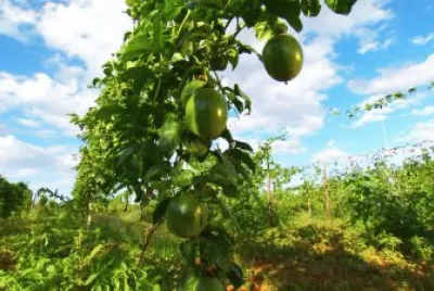 פאזל של Ramada de MaracujÃ¡