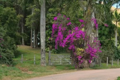 פאזל של Porteira enfeitada com primavera