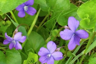 Wild violets jigsaw puzzle