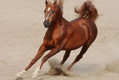Cavall