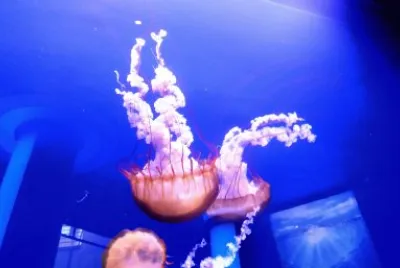פאזל של medusas