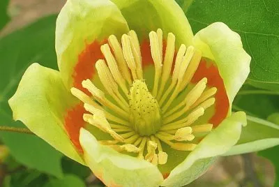 Tulip Tree flower1 jigsaw puzzle
