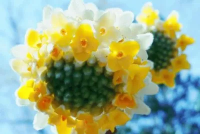 Flower in Botanical gardens1 jigsaw puzzle