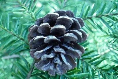 Small pine cone1 jigsaw puzzle