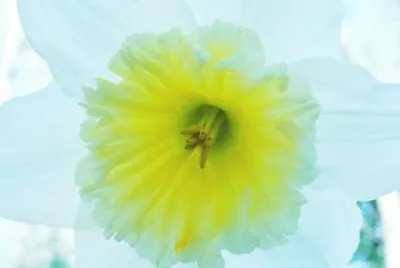 Daffodil in botanical gardens jigsaw puzzle